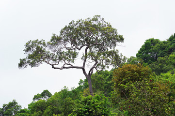 Graceful tree on a mountainside