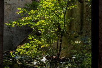 Ruine, Alt, Haus, heruntergekommen, Stall, lost place