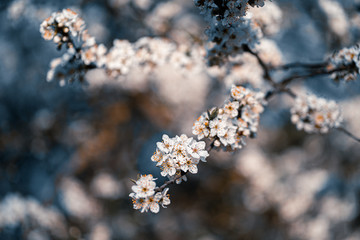 Photo of closeup blossoming tree in forest or park. Beautiful nature background