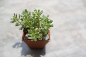 A vibrant Sedum rubrotinctum succulent, or Jelly Bean Plant, in a brown pot, casting a clear shadow on a light concrete surface with ample copy space.