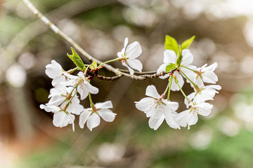 Small white spring blossoms on tree with new leaf buds