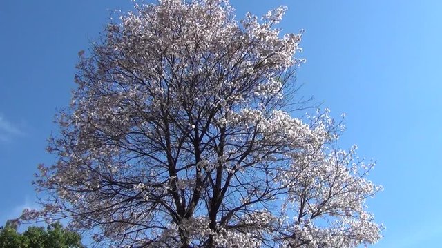 White flowers tree against blue sky. Tabebuia roseo-alba