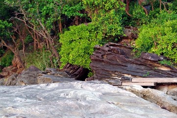 Trees and bushes that grow on stones
