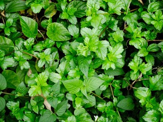 The many of plant leaves glow up in my garden