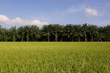 field of green paddy