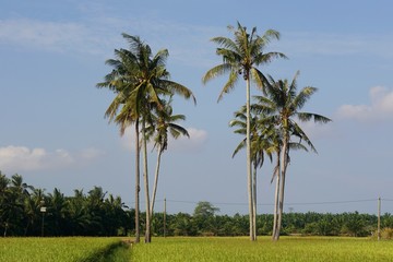 Fototapeta premium palm trees at paddy field
