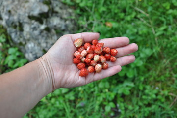 handful of berries