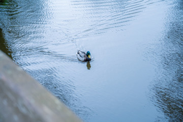 Duck swimming