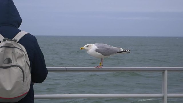 Seagull watches people from a Railing By Water