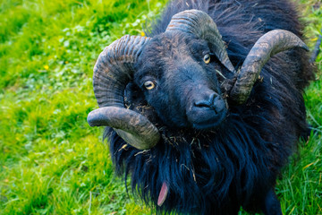 Ram on grass