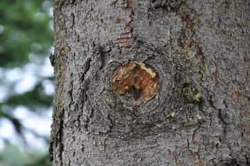 bark of a tree