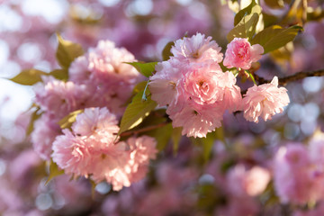 Sakura trees and flowers