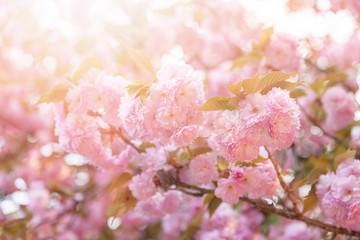 Sakura trees and flowers