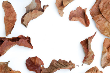 Fototapeta premium frame made of leaves isolated on white