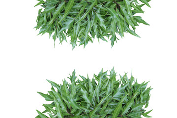 green grass isolated on white background