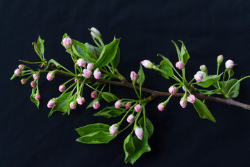 Blossoming twig of pear fruit isolated on black background