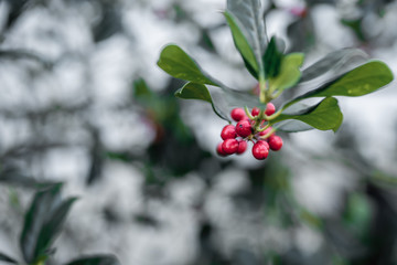 red berries on a branch