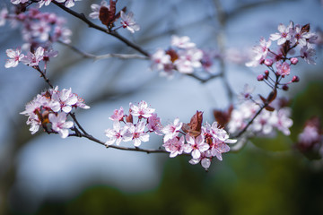 cherry blossom in spring