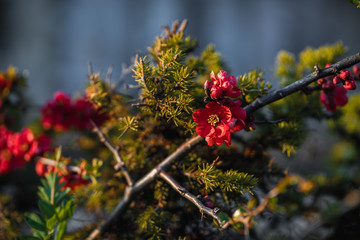 red spring flowers in garden