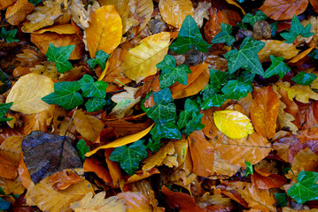 Herbst, Blätter, Natur, Boden