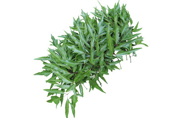 bunch of parsley isolated on white background