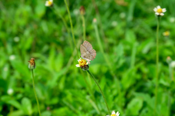 Little butterflies fly among the lush nature.