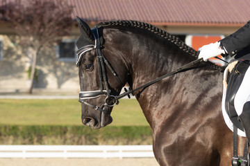 Obraz premium Face portrait of a spanish horse in a dressage competition