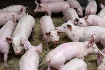 Pigs in a modern farm