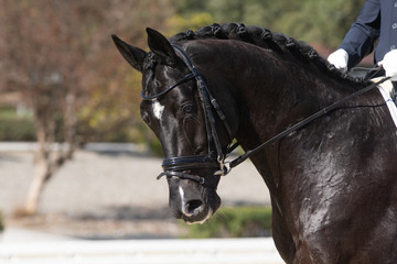 Face portrait of a belgian horse in a dressage competition