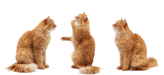 adult fluffy red cat sits on its hind legs, front paws pulls up © nndanko