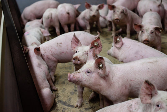 Breeding pigs in a modern farm
