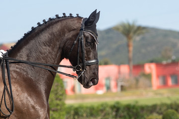 Face portrait of a hanoverian horse in a dressage competition