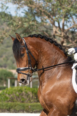 Obraz premium Face portrait of a spanish horse in a dressage competition