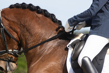 Hands of a rider holding two reins next to a horse's mane neck © Azahara