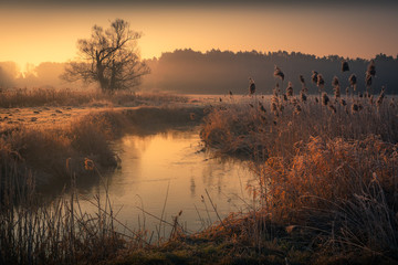 Foggy morning in the river Jeziorka valley at sunrise near Piaseczno, Poland