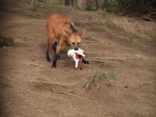 Maned Wolf with dead rabbit as food in his mouth