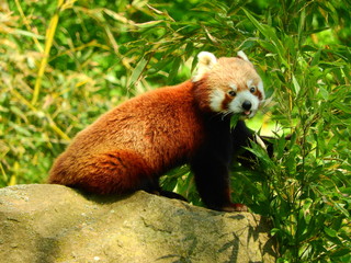 Red Panda sitting on a stone with leaf in its mouth looking goofy, eating food and gnawing on the...