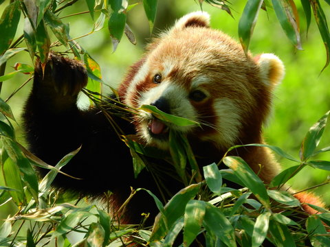 Golden panda