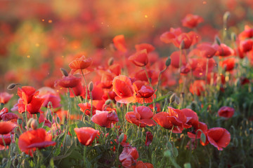Red poppies, wildflowers and summer.