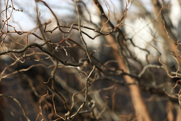 Bare branches of a curly tree background. selective focus.