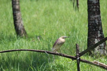 sparrow on branch