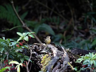 black-faced bunting on a fallen log 8