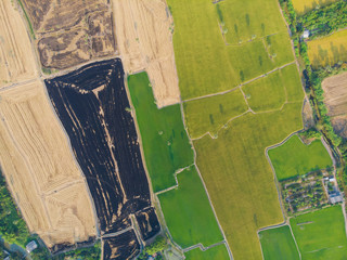 Fototapeta premium Colorful pattern of green yellow and black burn rice plantation field