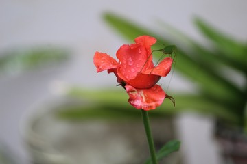 red rose in the garden