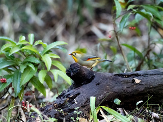 red-billed leiothrix on a fallen log 4