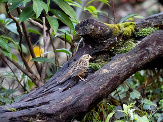 Fototapeta premium black-faced bunting on a fallen log 21