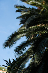 Fototapeta na wymiar Green palm tree against blue sky background