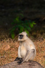 A Hanuman langur feeding on leaves inside Pench tiger reserve during a wildlife safari