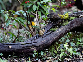 black-faced bunting on a fallen log 4