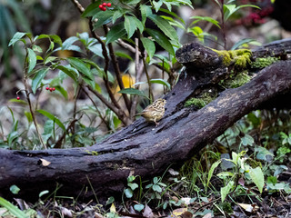 black-faced bunting on a fallen log 5